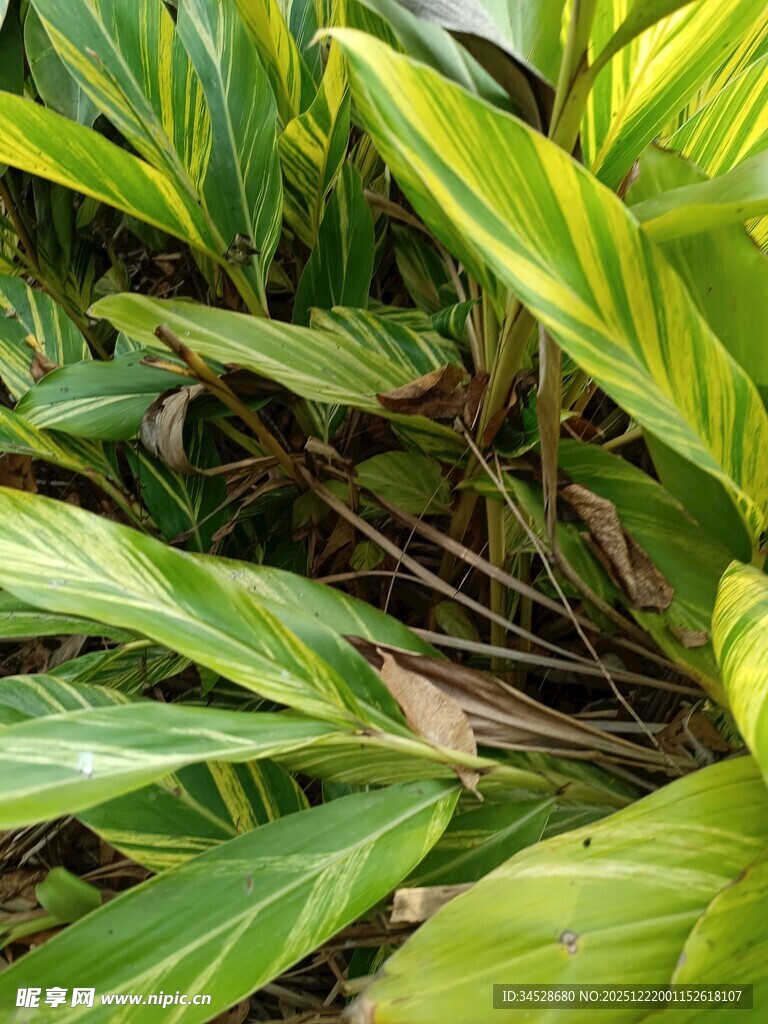 翠绿斑斓的热带观叶植物