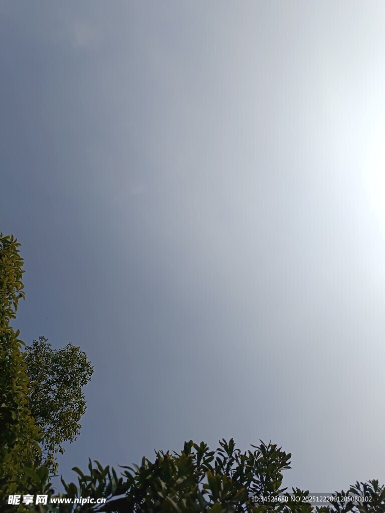 晴朗天空下的树梢