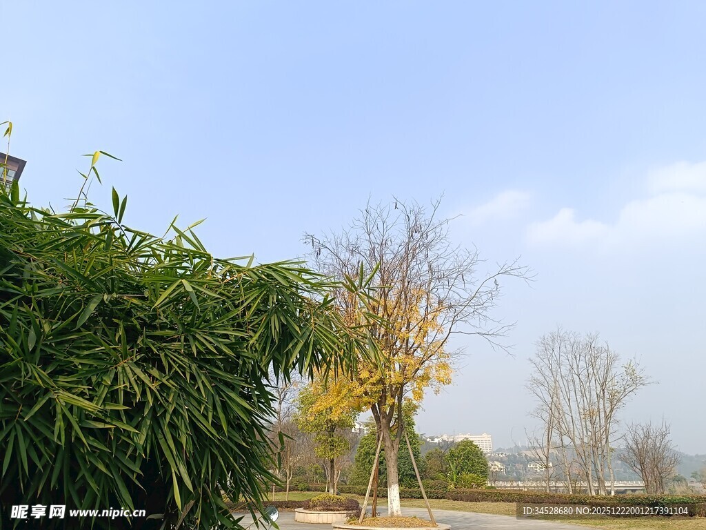 秋日户外树木风景图