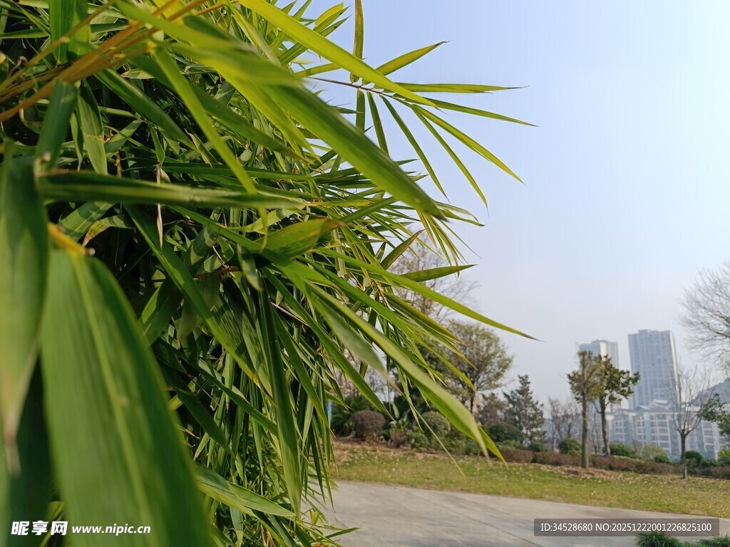 翠绿竹林与远处城市景观