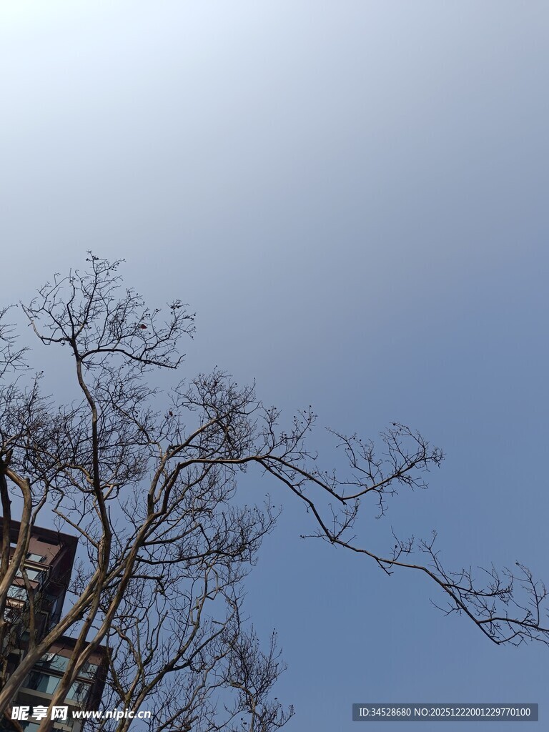 冬日光秃树枝与晴朗天空