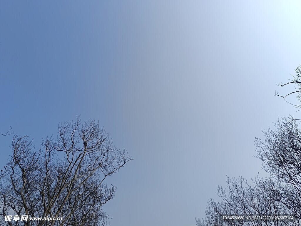 冬日晴空下的光秃树枝