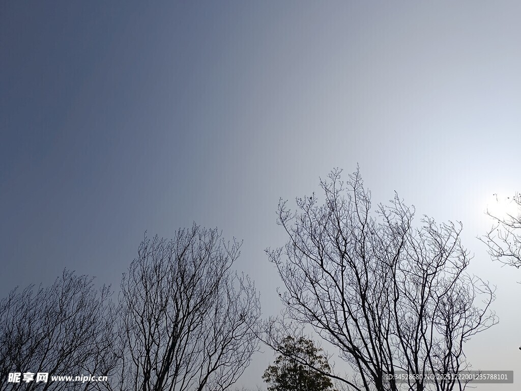 冬日晴空下的光秃树木