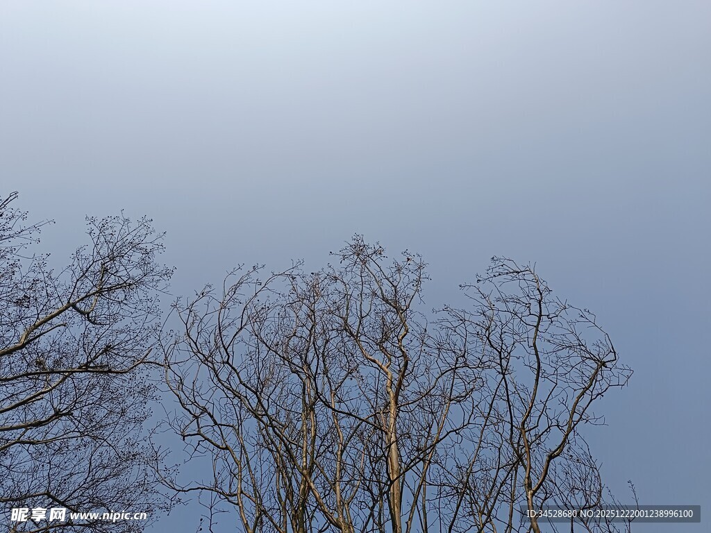 冬日光秃树木与灰蓝天际