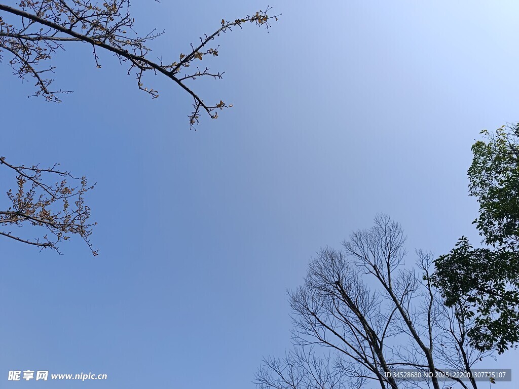 仰望蓝天与稀疏树枝
