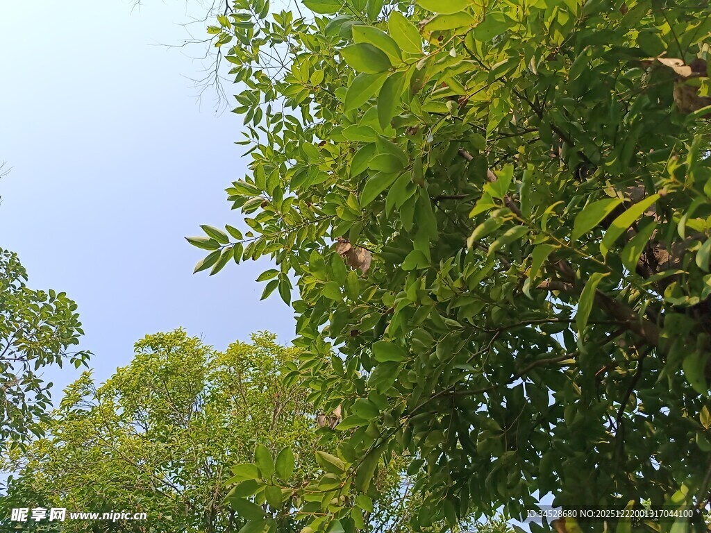 仰视葱郁绿树蓝天美景