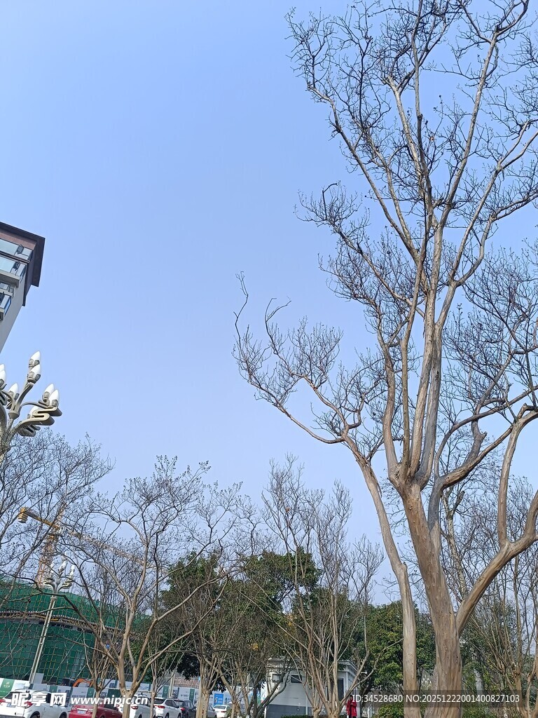 城市中光秃树木景观