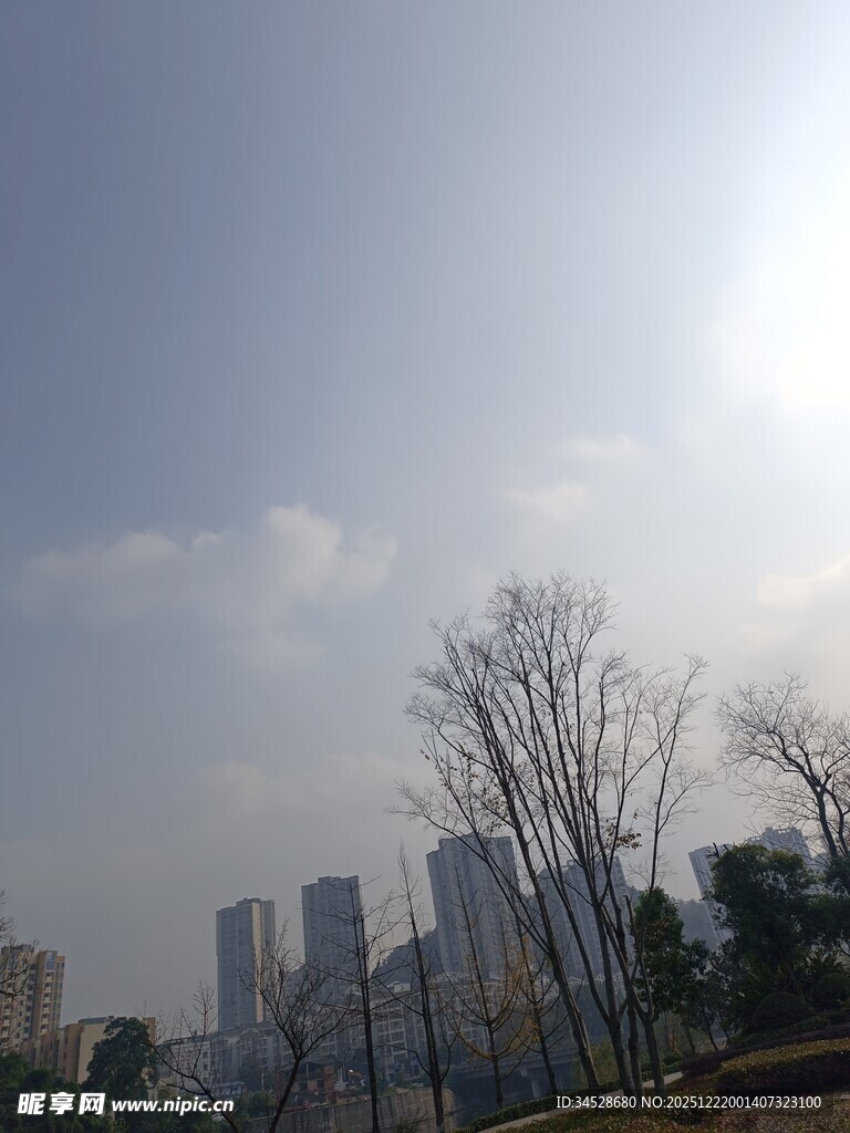 城市阳光下的树木与高楼