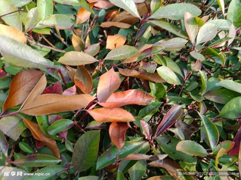 多彩叶片植物特写