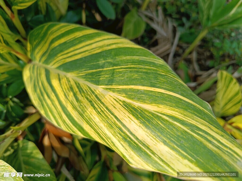 黄绿条纹叶片特写