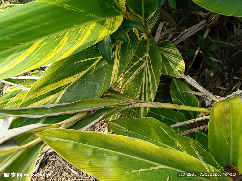 翠绿斑斓的热带植物叶片