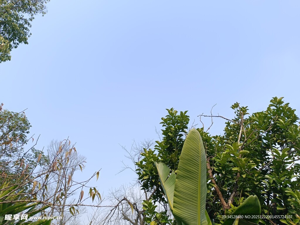 蓝天绿树自然景致