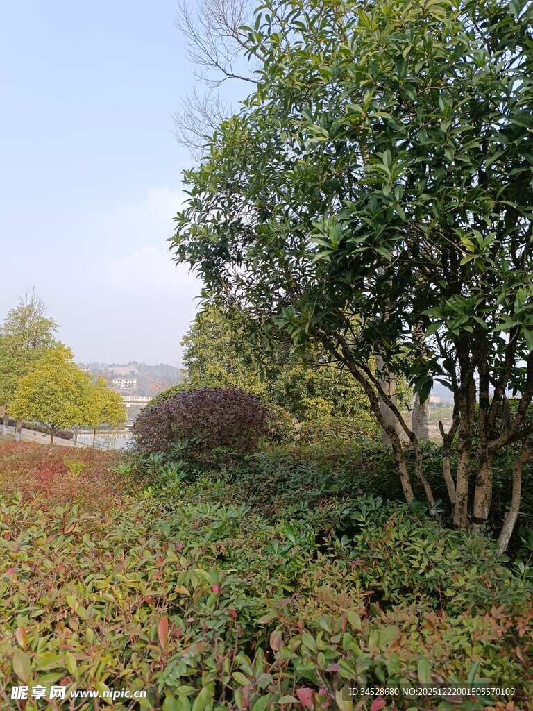 秋日郊野绿植景观