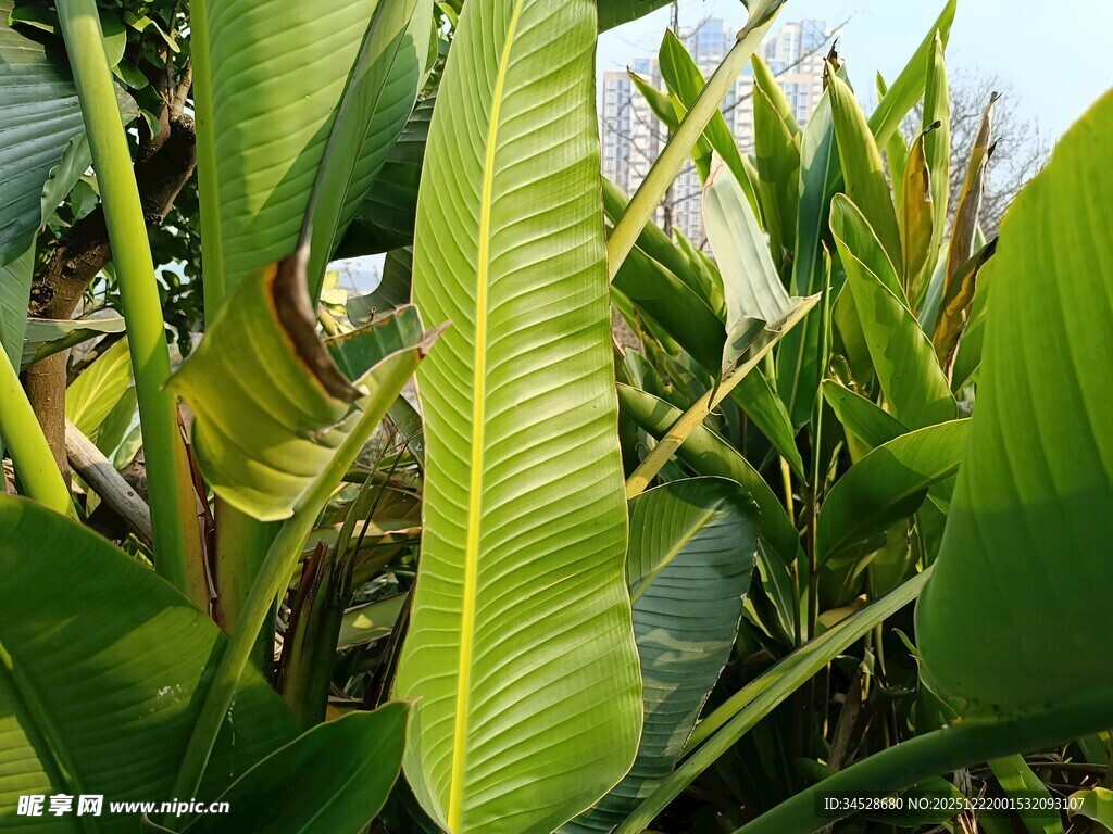 翠绿芭蕉叶特写