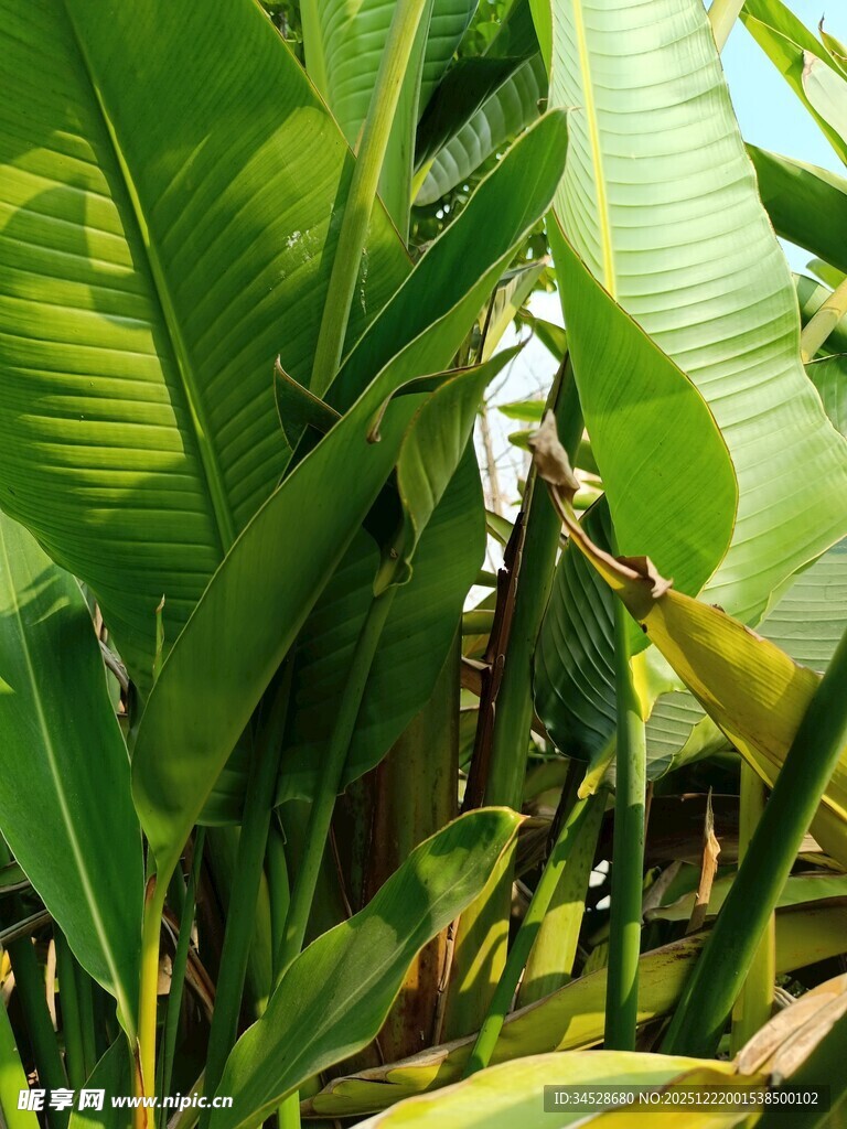 繁茂的热带植物叶片