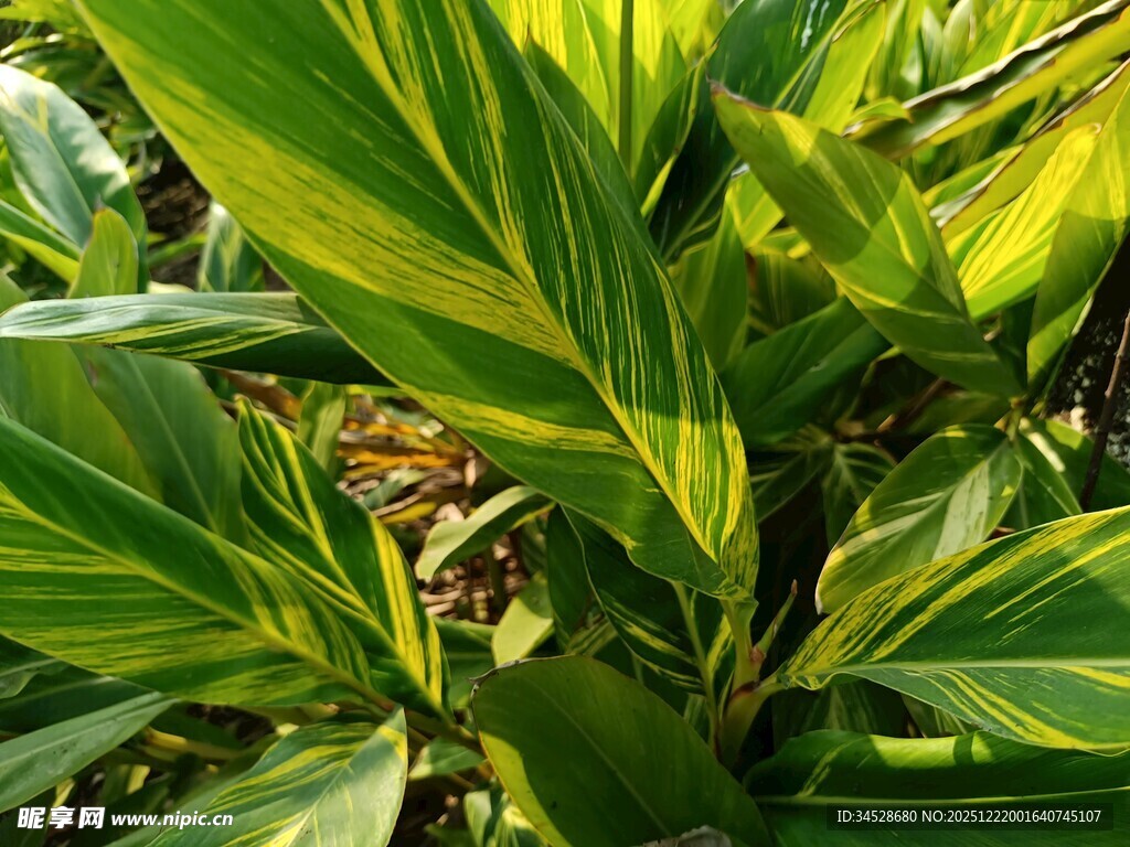 翠绿斑斓的热带观叶植物
