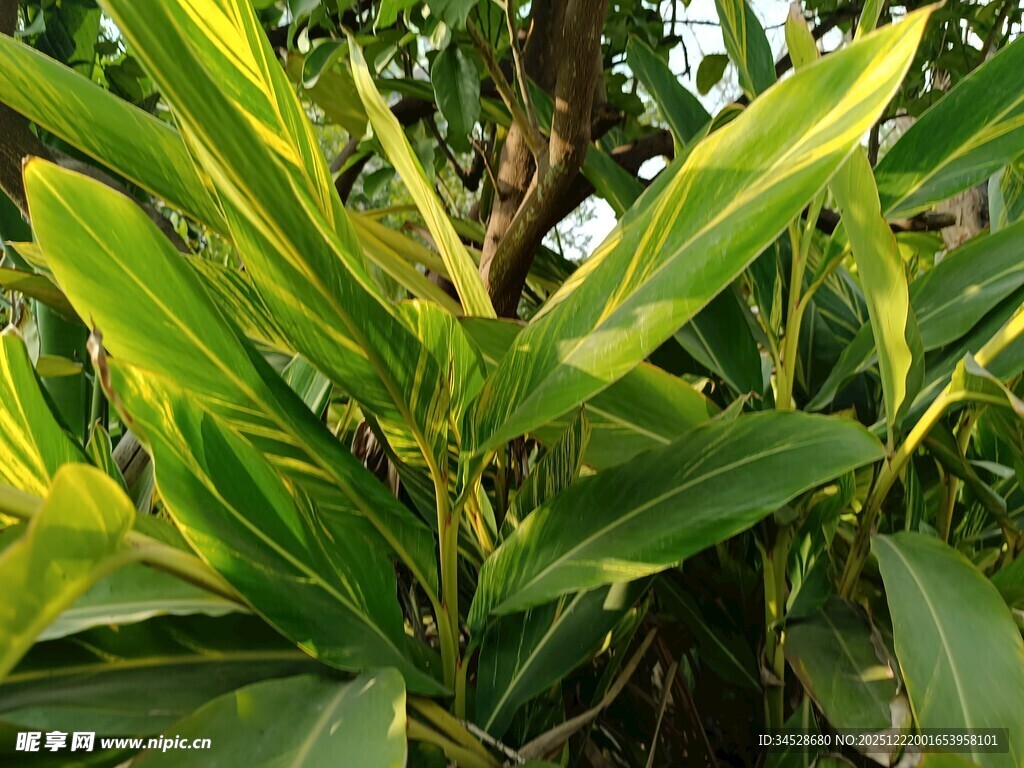 翠绿斑斓的观叶植物