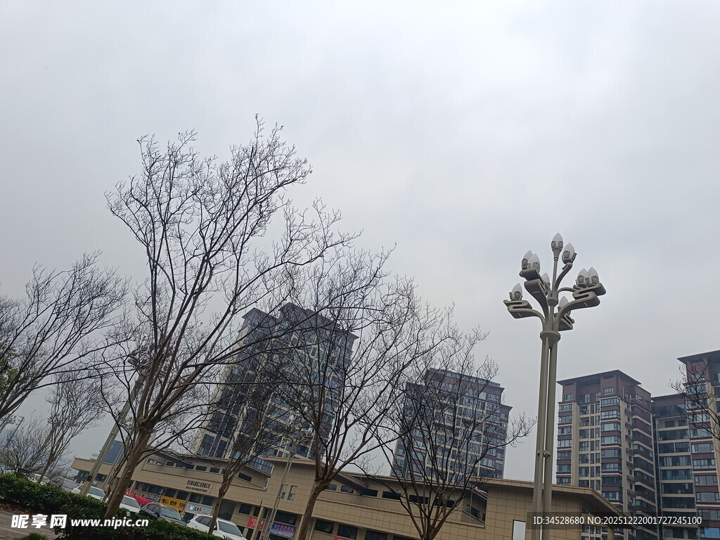 城市冬日枯树与高楼景观