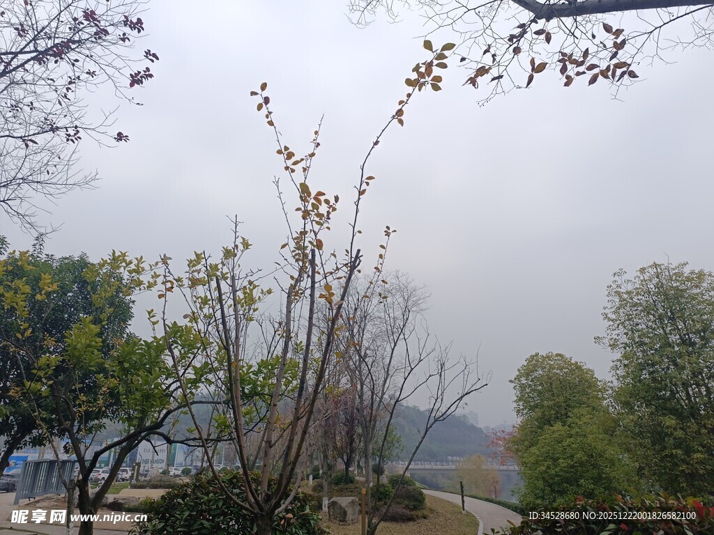 冬日萧瑟树林景观