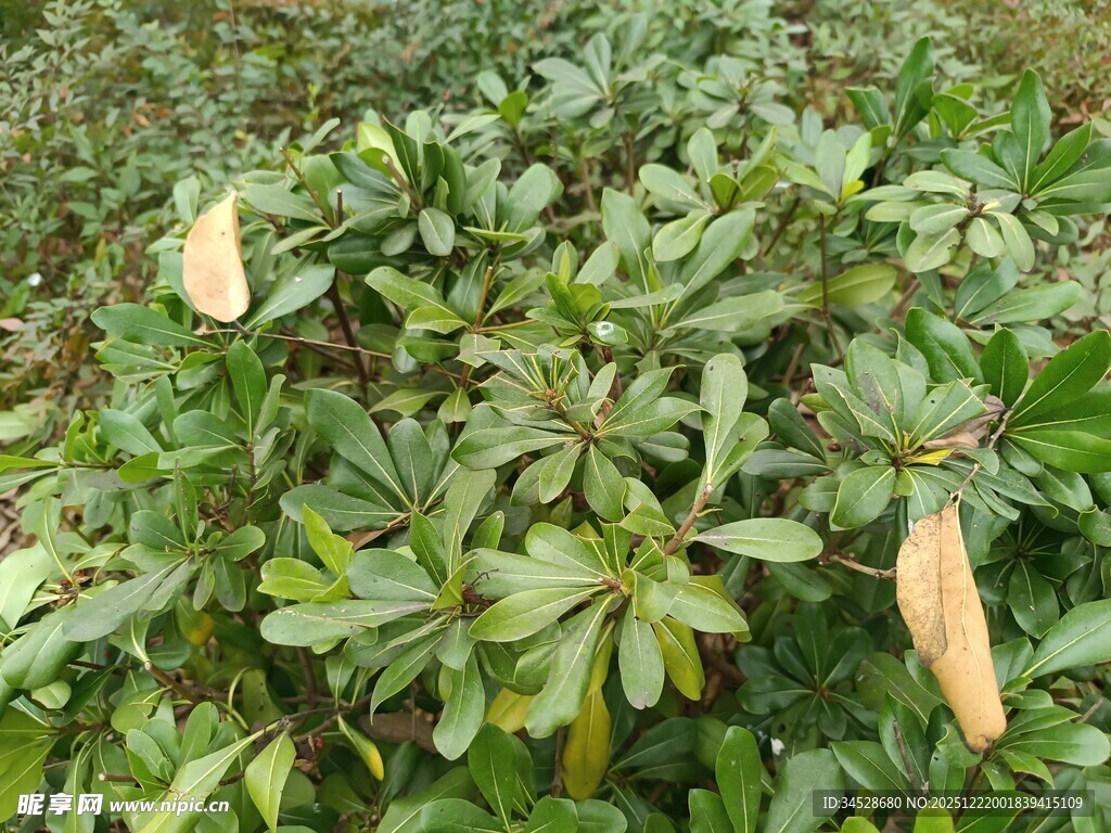 绿叶丛中枯黄叶片