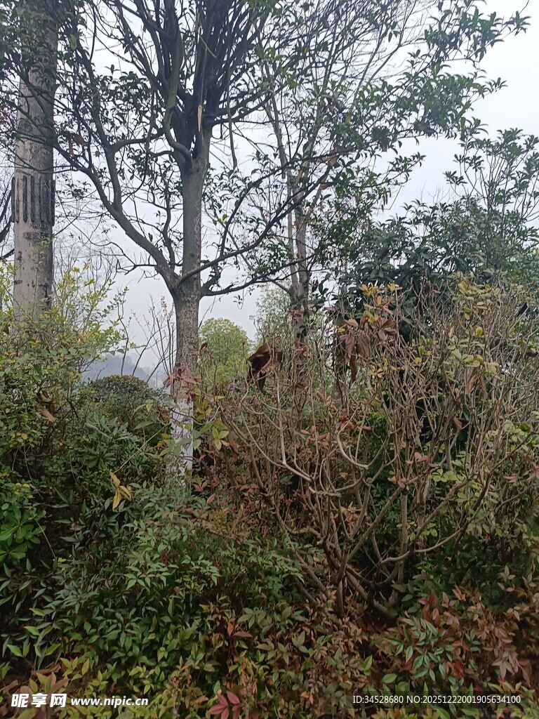 雾中树林与繁茂植被