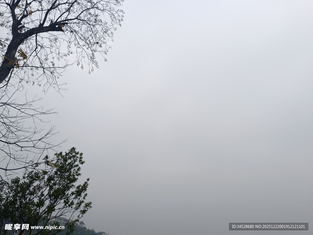 雾霭中的树木景象