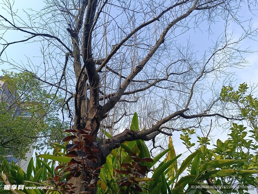 枯树与新生绿植的对比