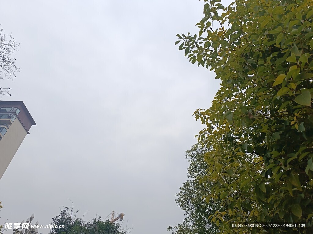 雾中树木与建筑物景观