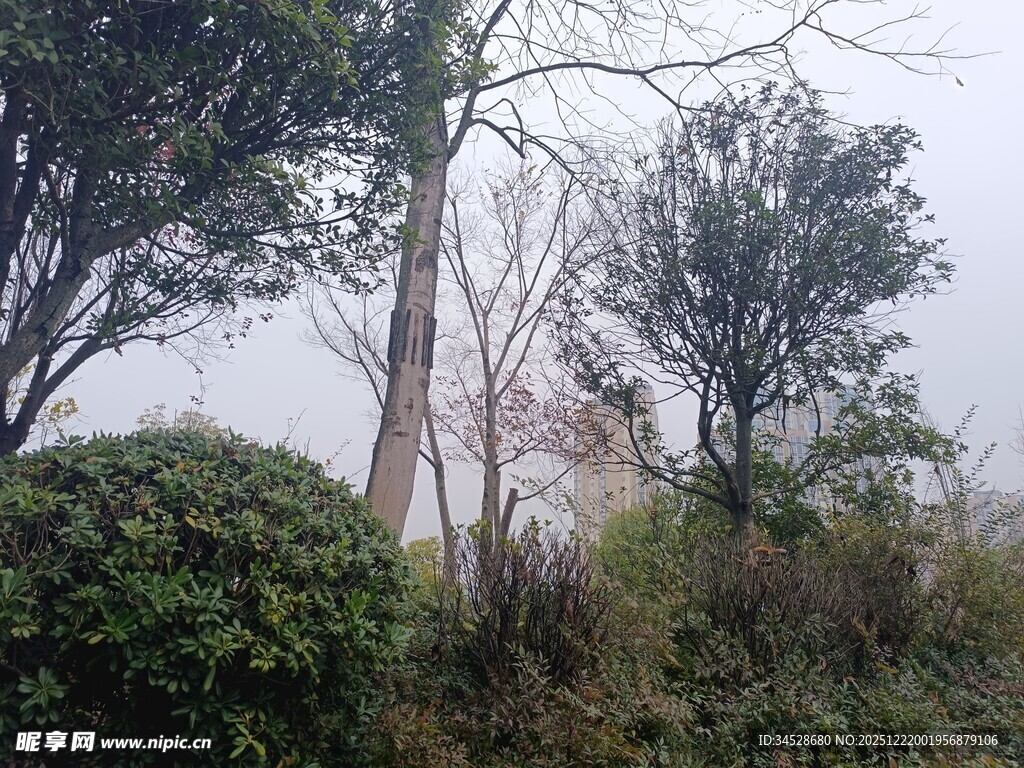 雾中树林与灌木景观