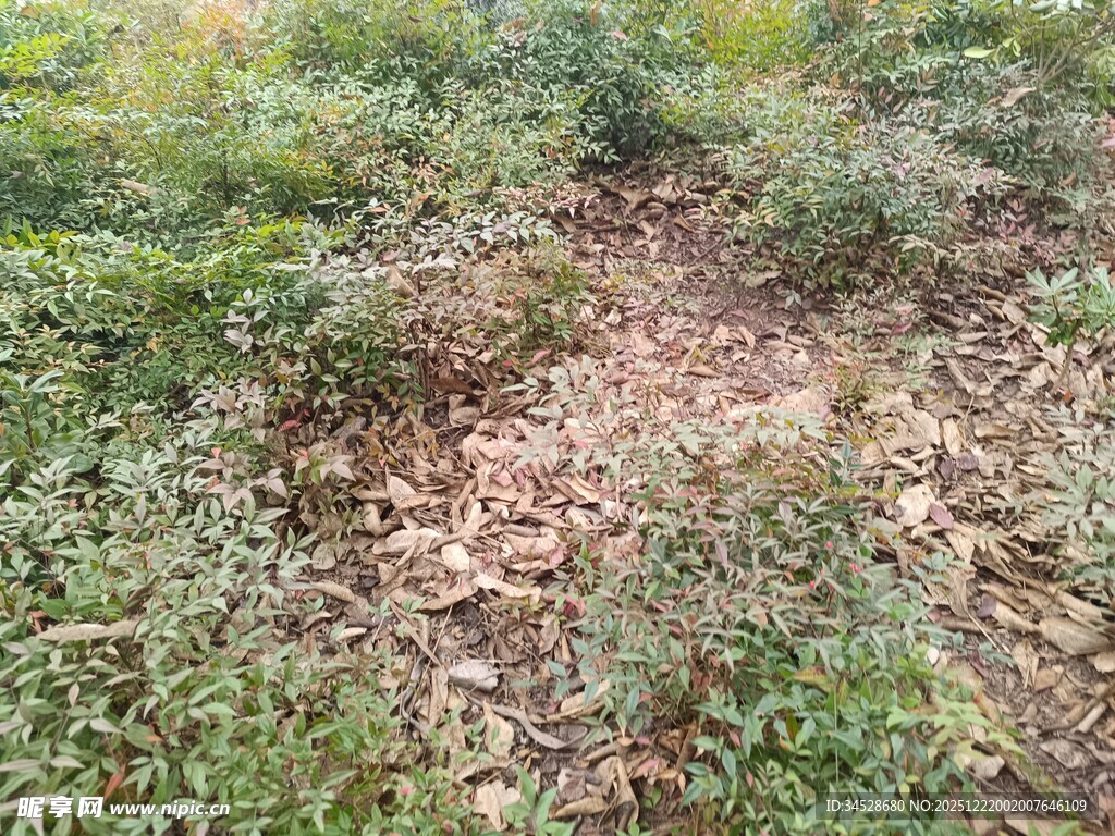 林间落叶与繁茂绿植景象