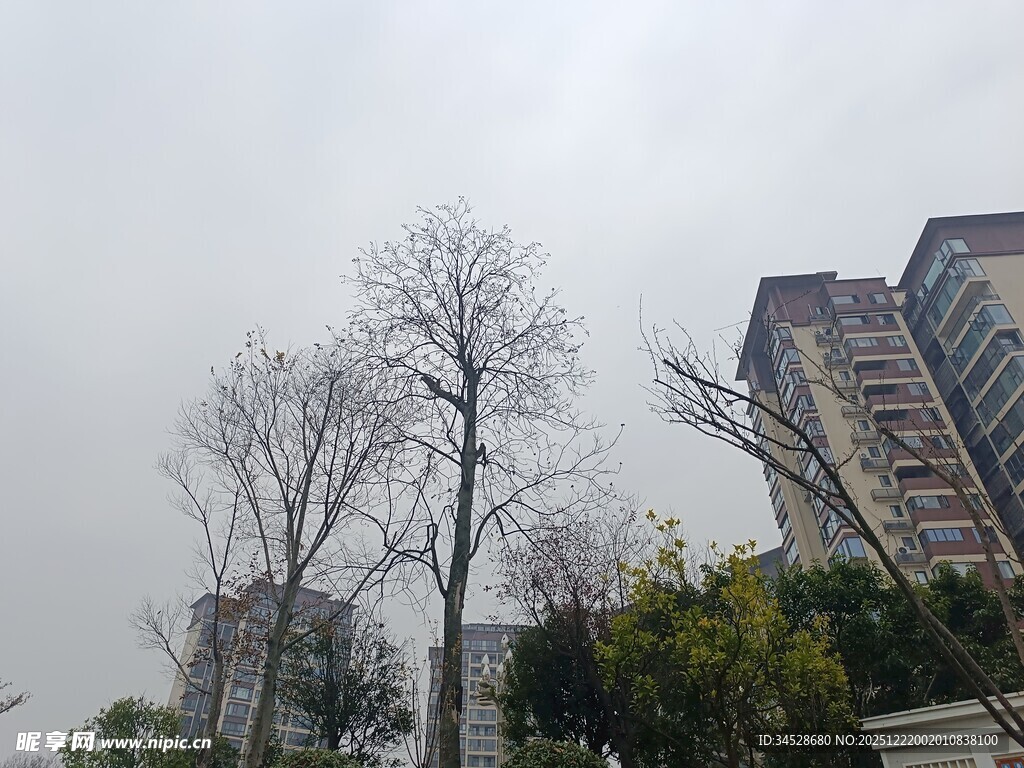 城市中光秃树木与高楼