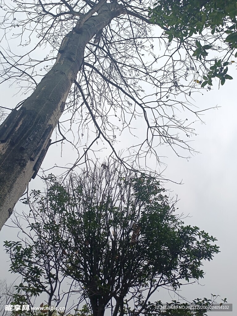 仰视枯树与绿树的景象