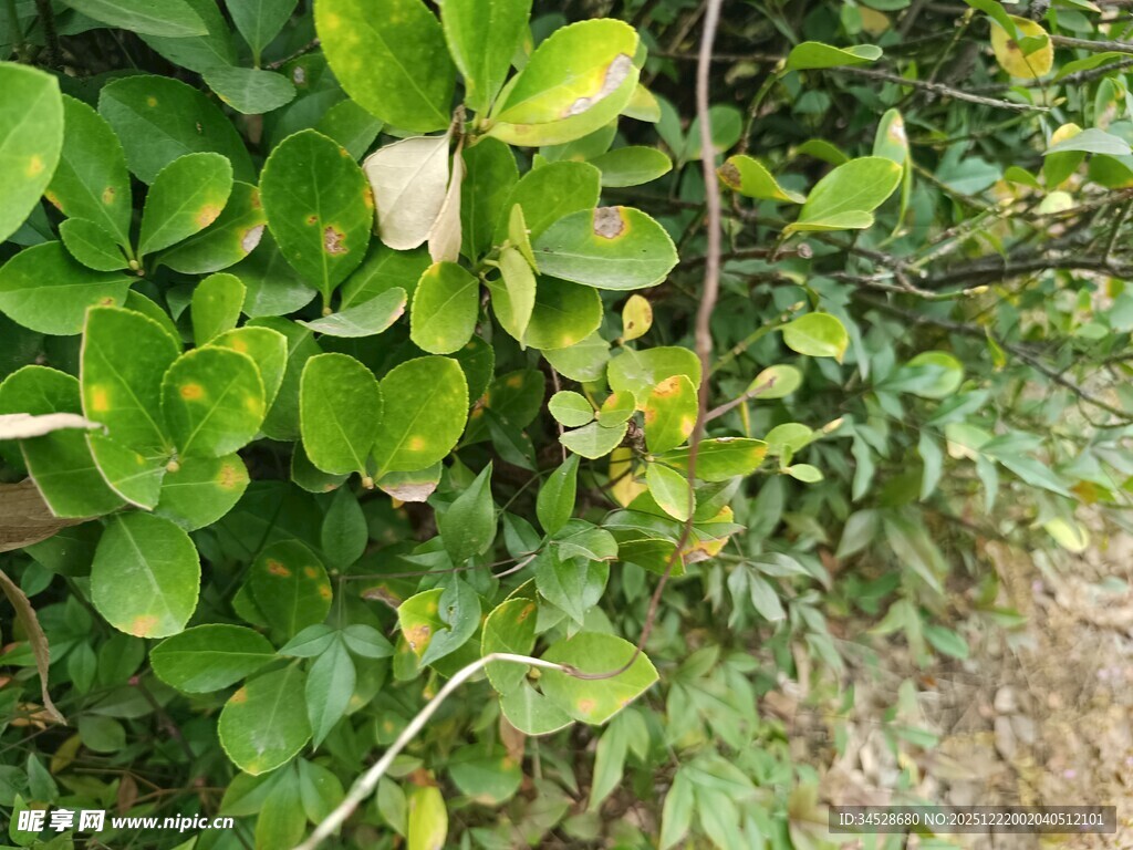 绿叶丛中的白色花朵