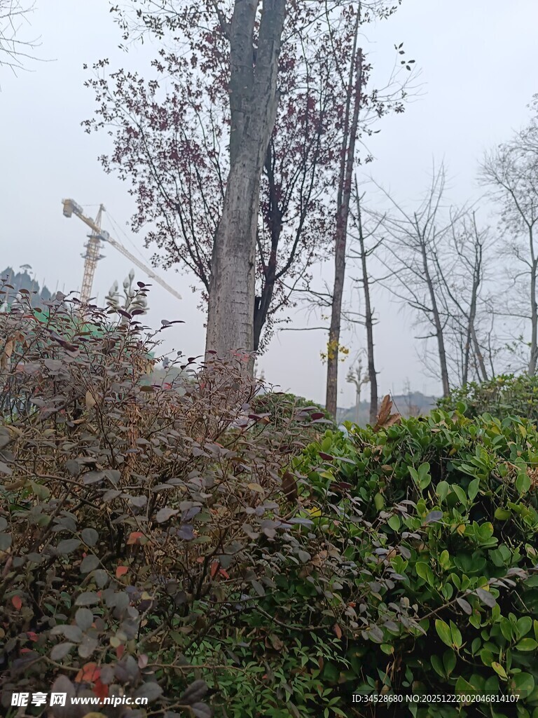 户外树木绿植景致