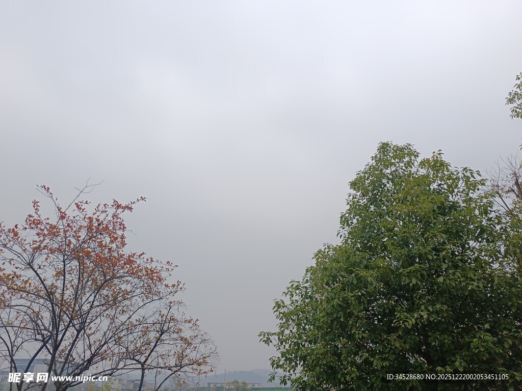 阴天中的两棵不同状态树木