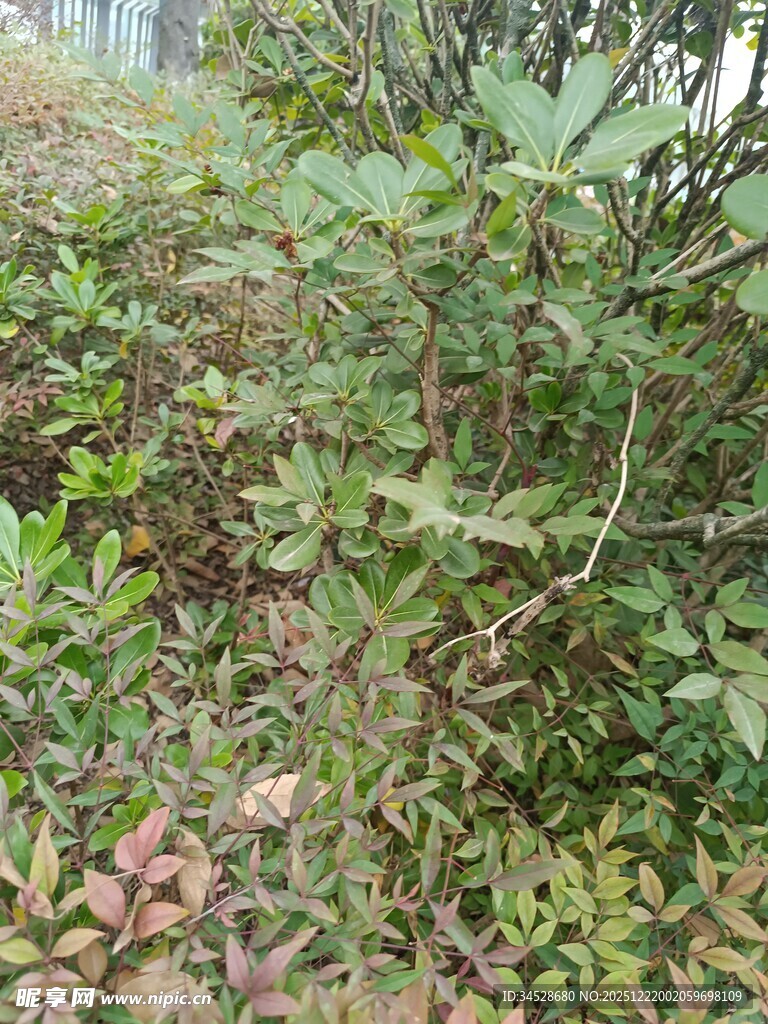 野外繁茂的绿色植物景观