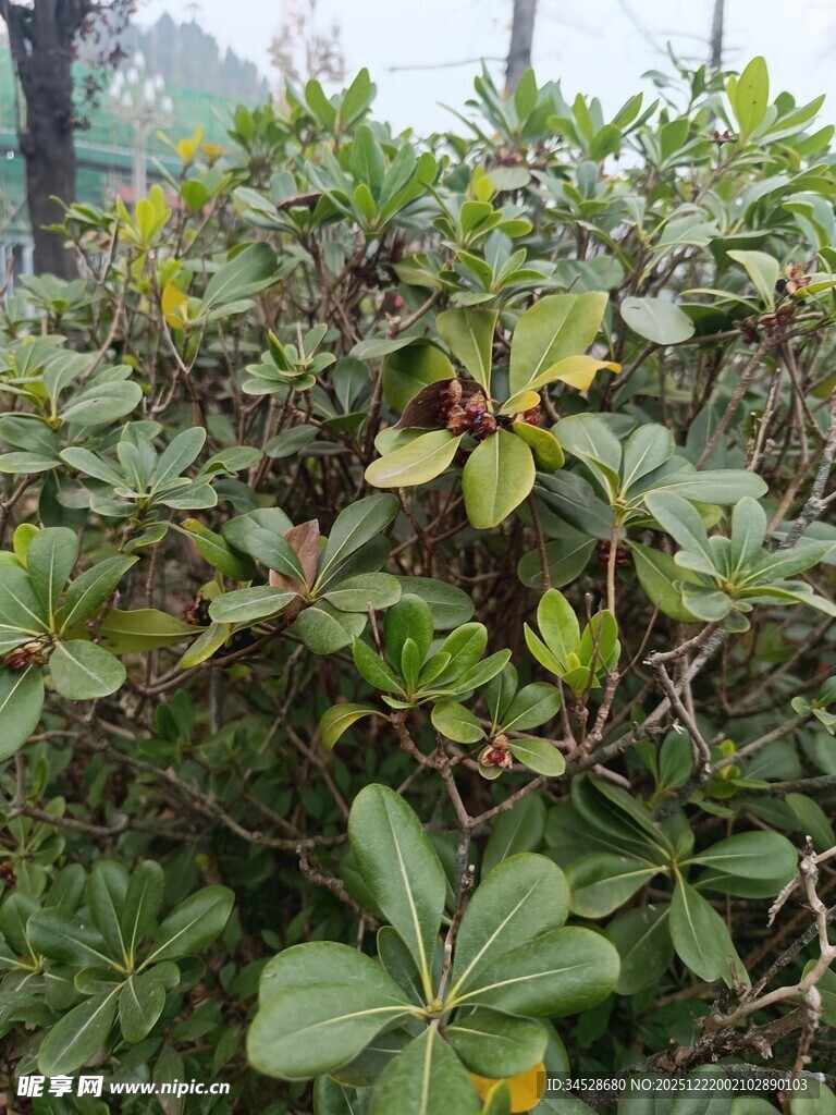 绿叶繁茂的灌木丛