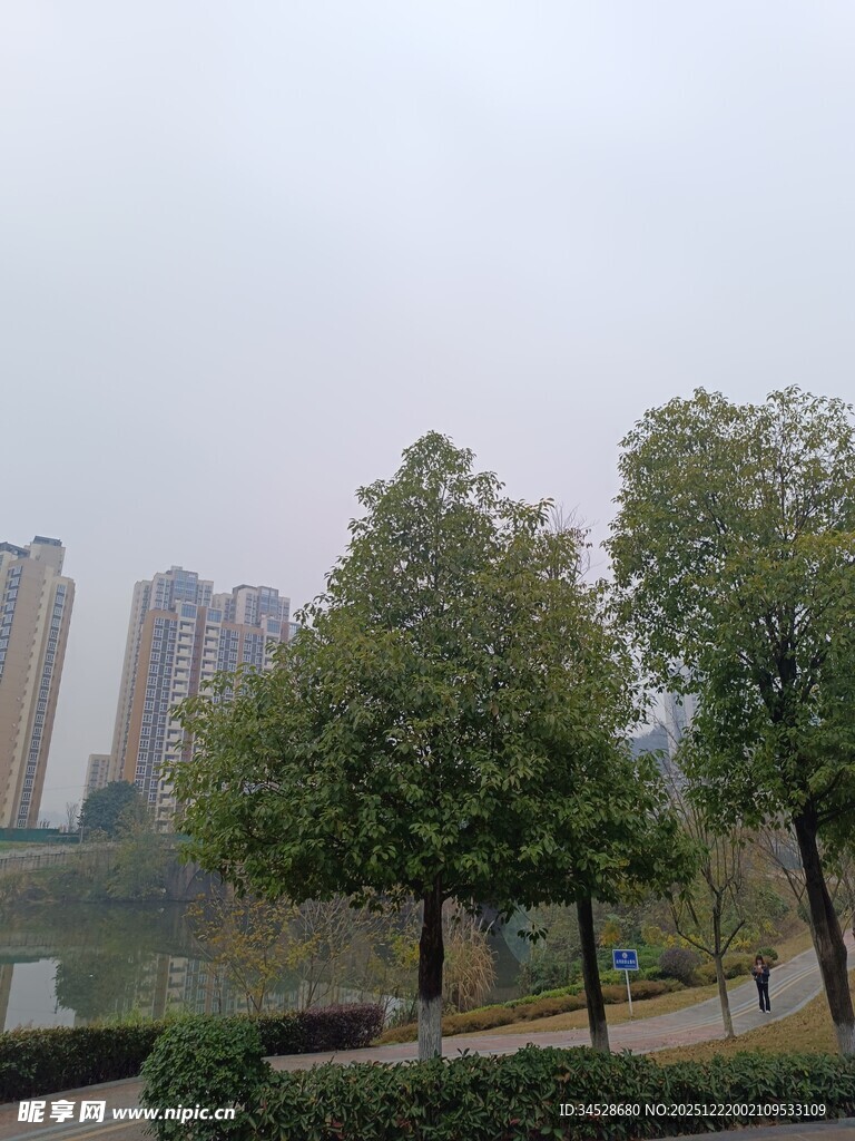 城市河畔绿树景观