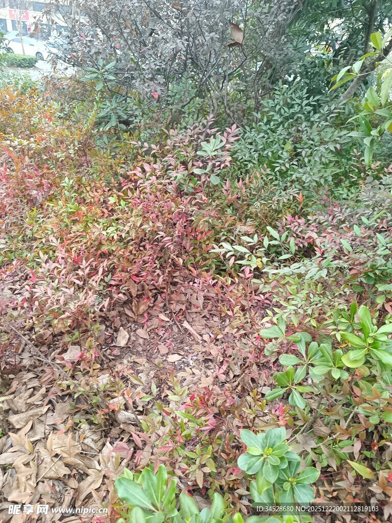 野外多彩植物景观