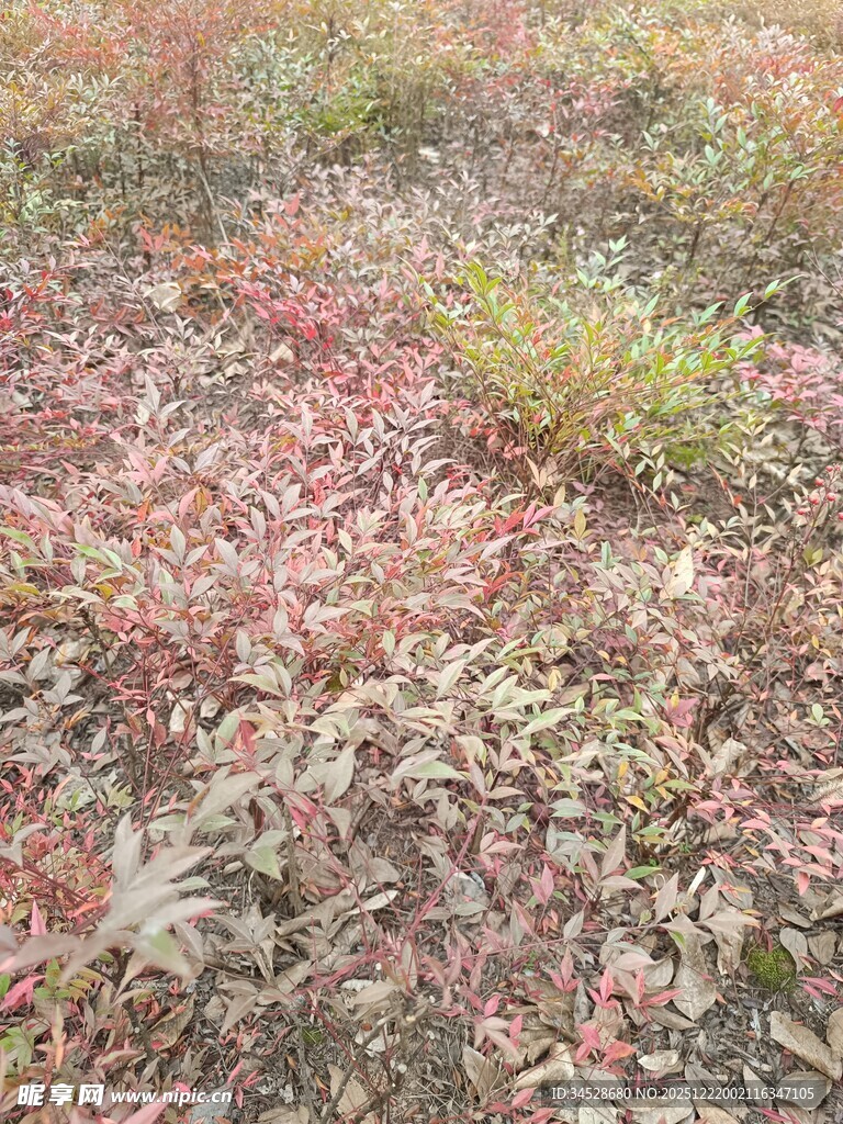 秋日红叶铺就的斑斓草地