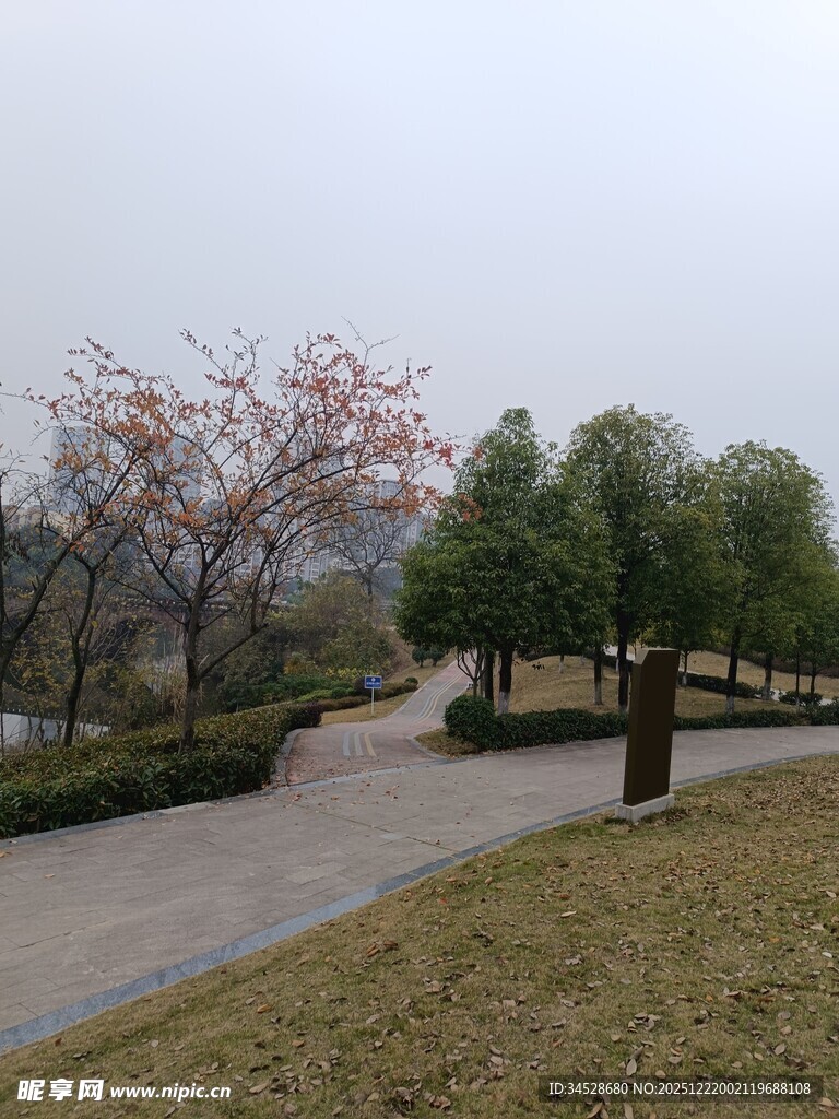 公园小径旁的树木风景