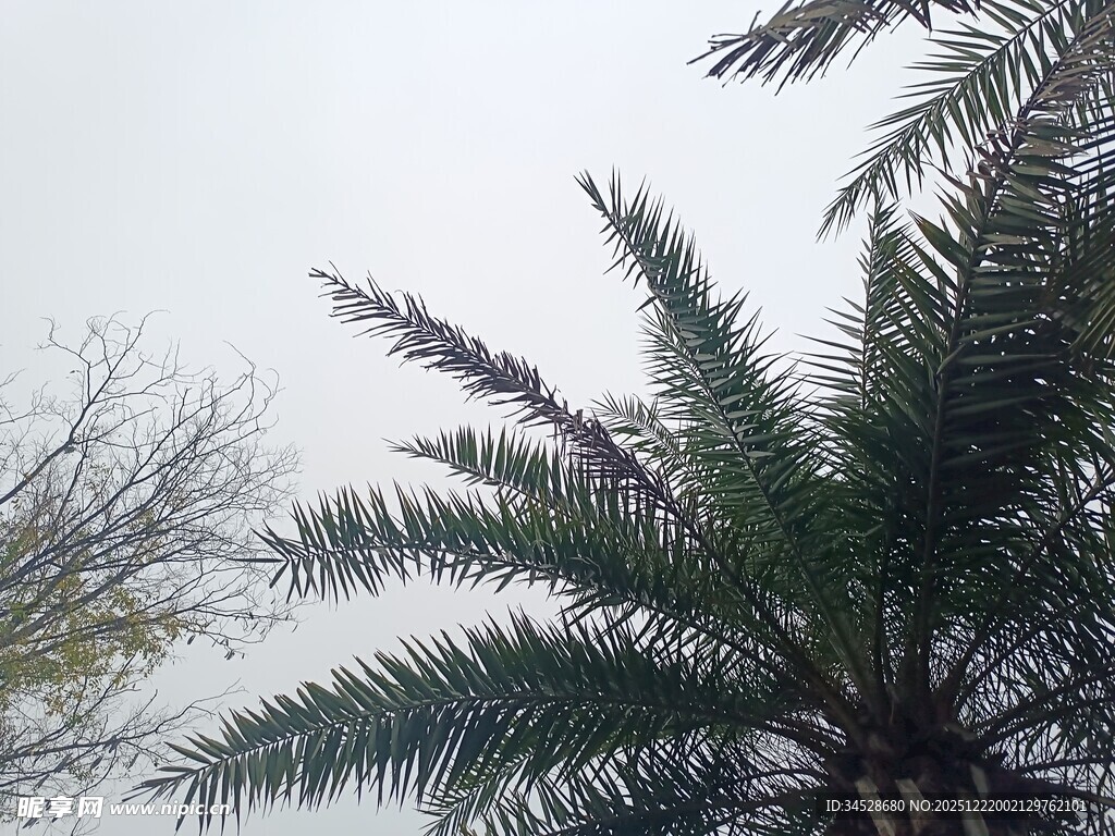 高大棕榈树与光秃树枝