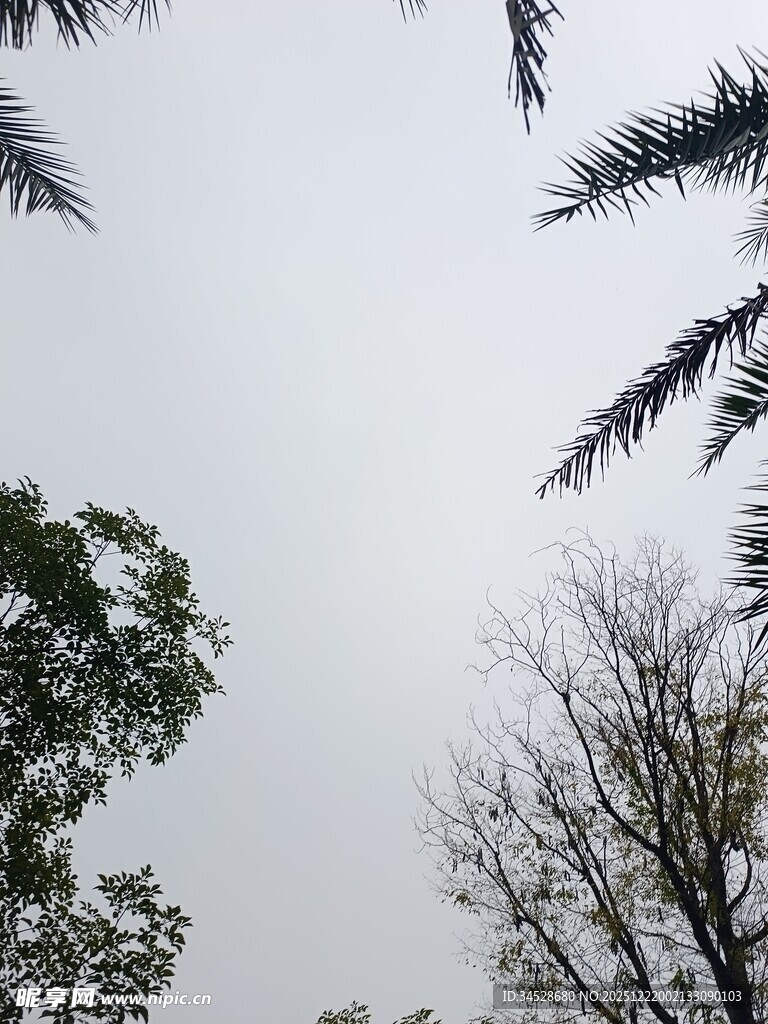 树梢上的天空景象