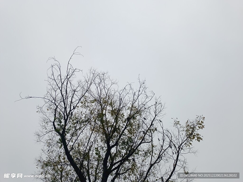 光秃树枝上的稀疏绿叶