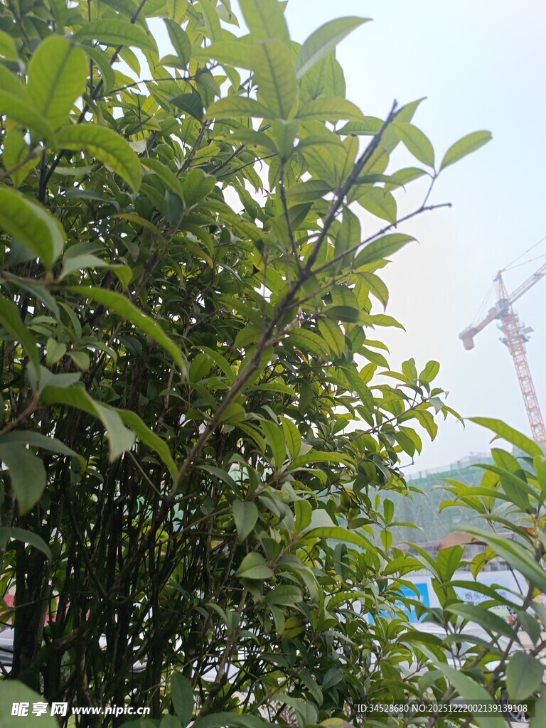 绿叶繁茂的户外植物景观