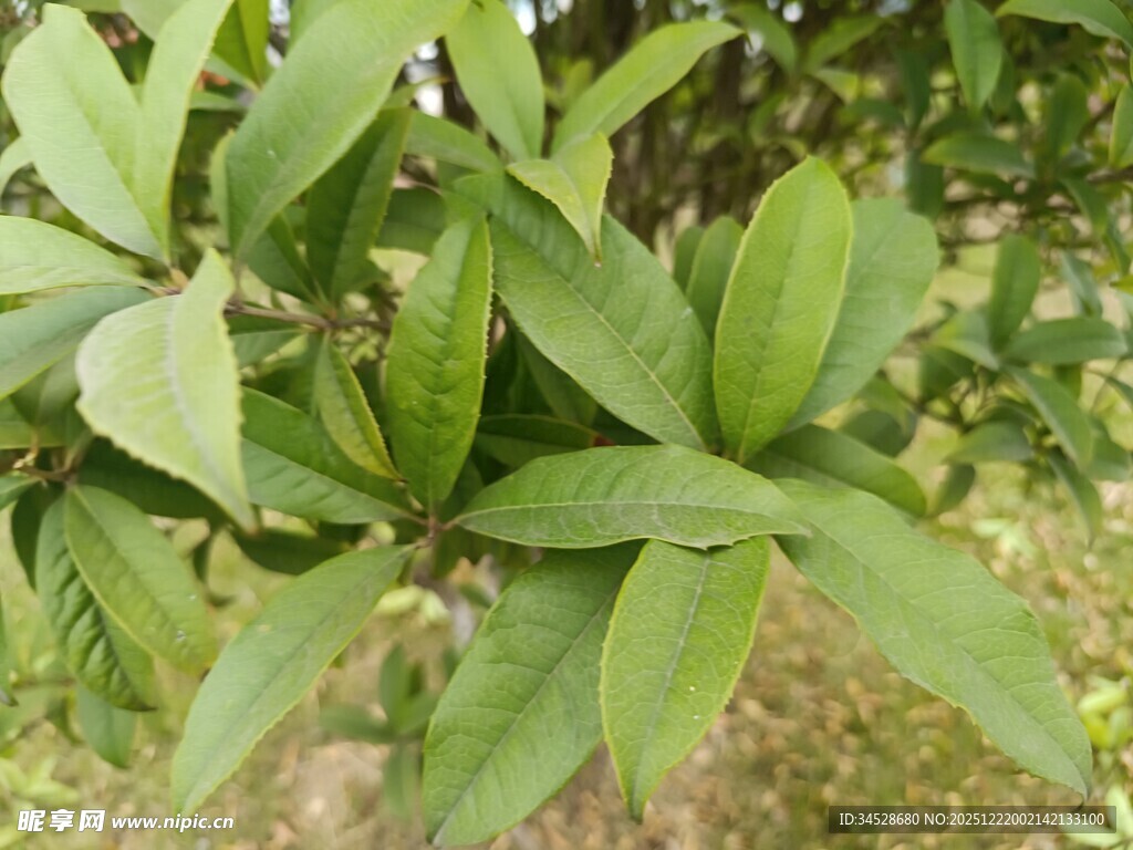 绿叶繁茂的植物特写