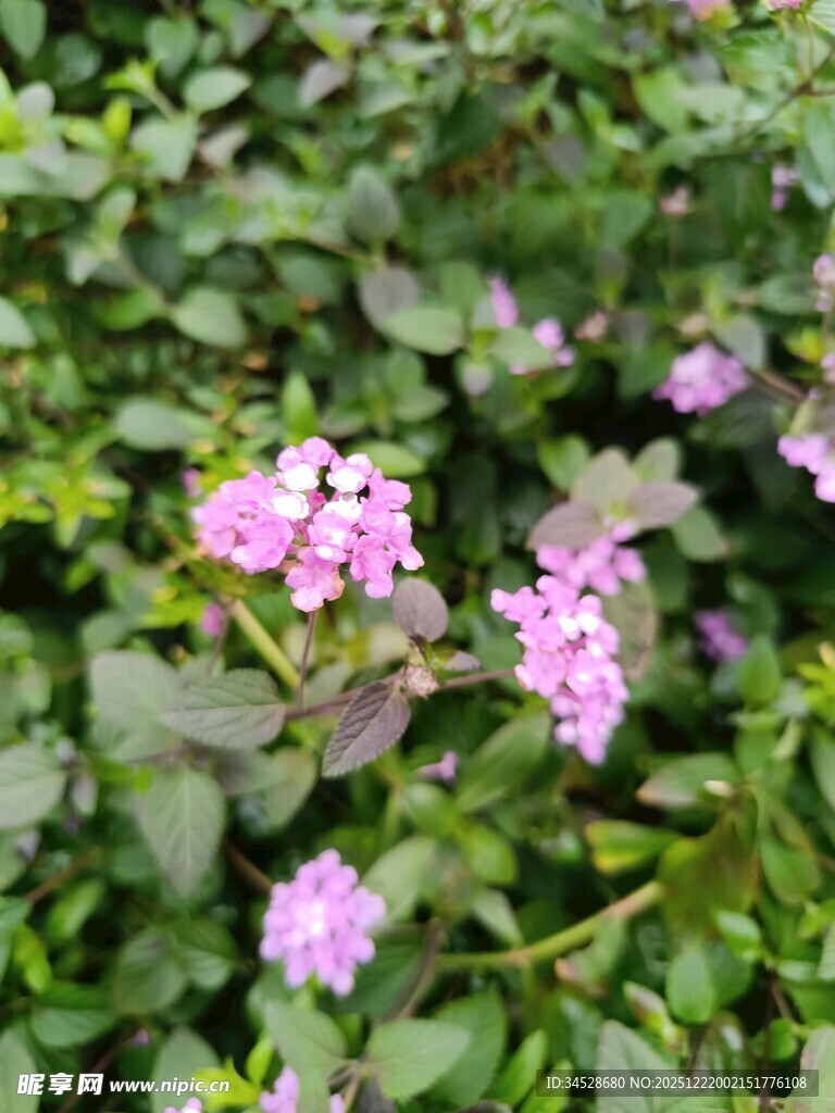 绿叶间绽放的粉色小花