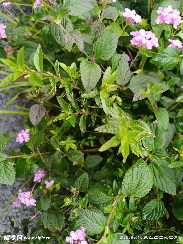 绿叶间的粉嫩小花