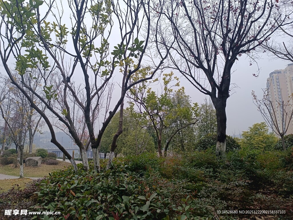 冬日萧瑟树林景象