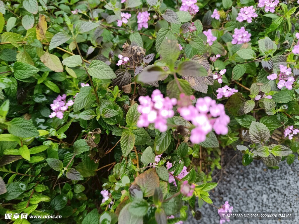 粉色小花绽放绿叶间